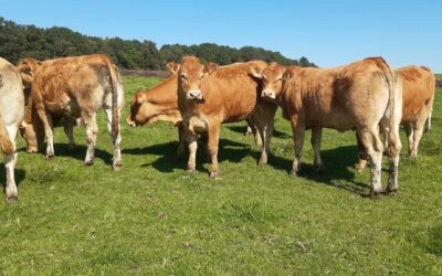 Elevage du Tige de Buresse : 15 génisses et 2 taureaux