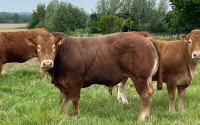 La ferme de Lupé – Taureau de 1.5 ans
