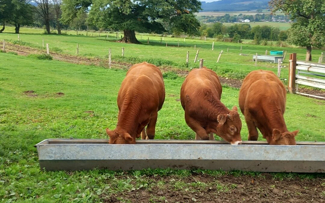 La ferme de Lupé – 1,5 Jahre alter Bulle