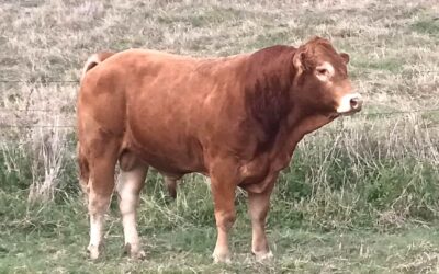 La ferme de Lupé – 1,5 Jahre alter Bulle