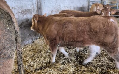 La Ferme d&rsquo;Espierres – Jeunes mâles