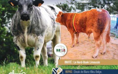 Libramont – Concours Bovin – 1ere édition race limousine