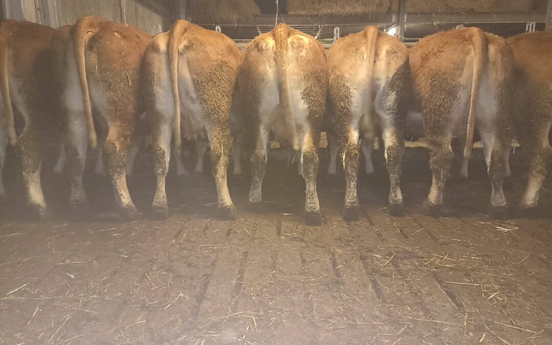 La ferme de Lupé – 1,5 jaar oude stier