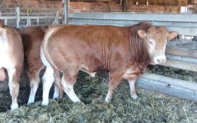 La ferme de Lupé – Taureau de janvier 2025