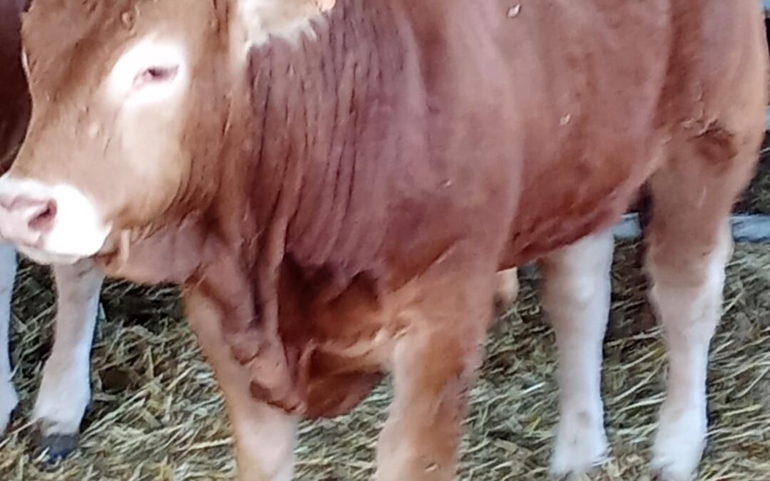 La ferme de Lupé – Taureau de février 2025
