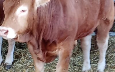 La ferme de Lupé – Taureau de février 2025