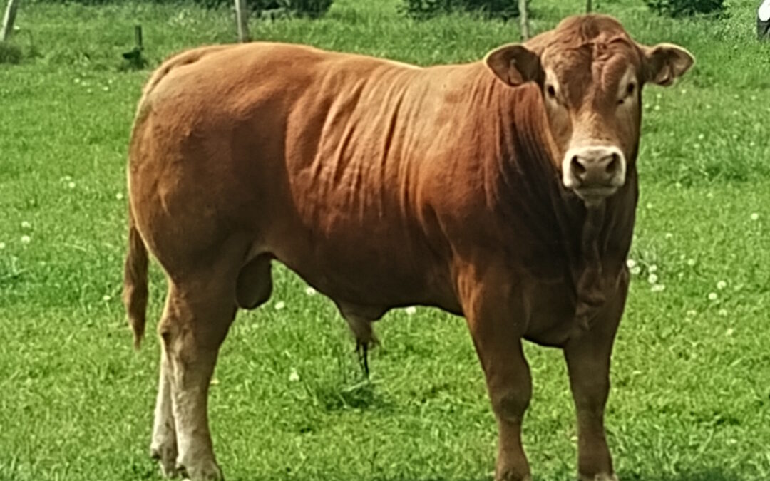 Vera de Tavy