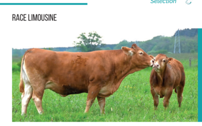 Wallonie Elevages – Race Limousine
