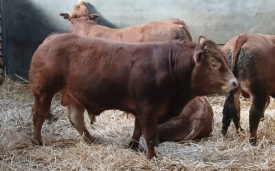 Ferme du VIVROU – Jeunes taureaux BIO de reproduction